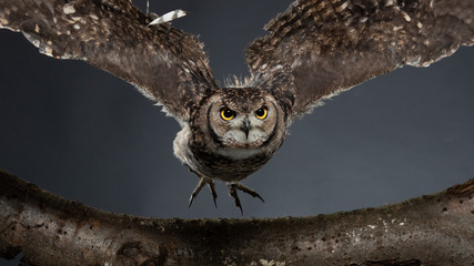Indian eagle-owl - PC098309