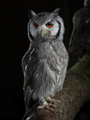Northern white-faced owl - PC098200