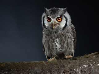Northern white-faced owl - PC098238