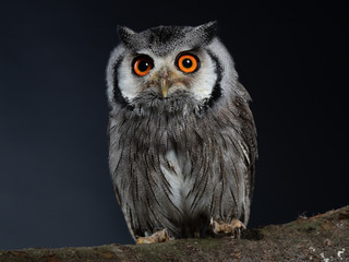 Northern white-faced owl - PC098239