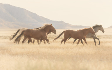 Obraz premium Herd of Wild Horses in the Utah Desert