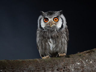 Northern white-faced owl - PC098240