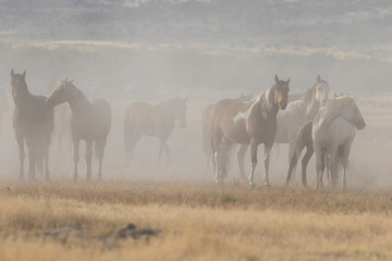Obraz premium Herd of Wild Horses in the Utah Desert