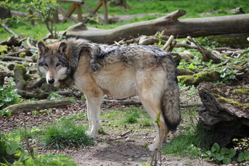 Fototapeta premium Wilk