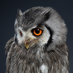 Northern white-faced owl - PC098262