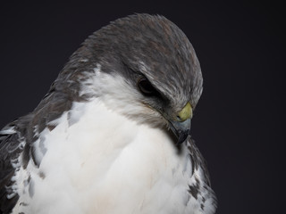 Variable hawk - PC097734