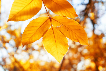 Autumn landscape park. Fall tree leaves background.