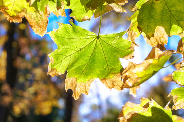 Green leaves in a forest with sun background image. Back light sunshine with leafs on branch.