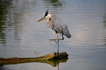 Great Blue Heron