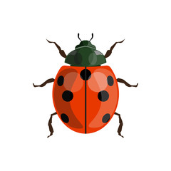 Ladybug (ladybird) vector
