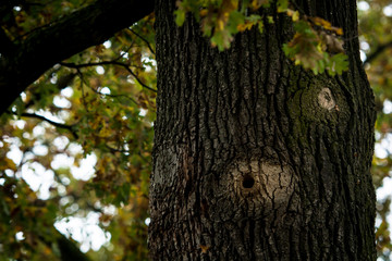 Obraz premium the trunk