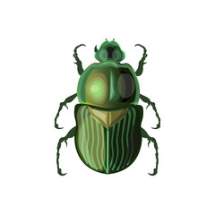Rose chafer vector