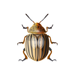 Colorado potato beetle