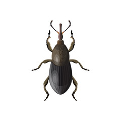 Weevil beetle vector