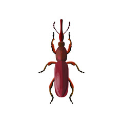 Straight-snouted weevil beetle