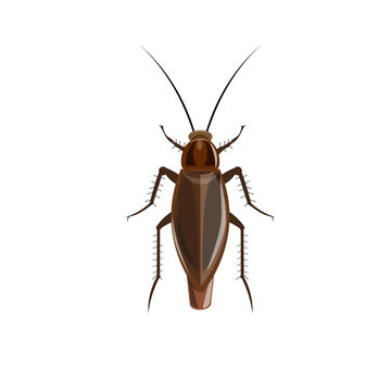 German cockroach vector