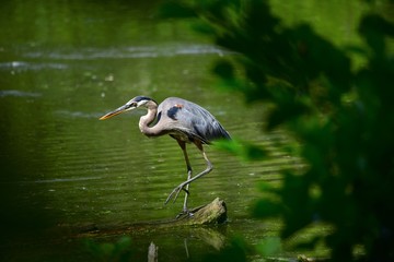 Great Blue Heron