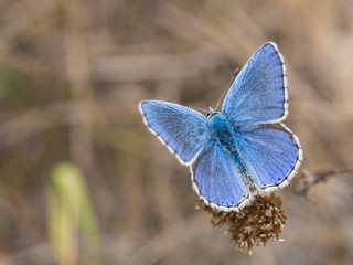 The Adonis blue (Polyommatus bellargus) butterfly in the family Lycaenidae - obrazy, fototapety, plakaty