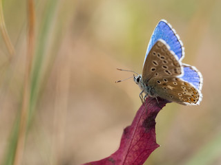 The Adonis blue (Polyommatus bellargus) butterfly in the family Lycaenidae