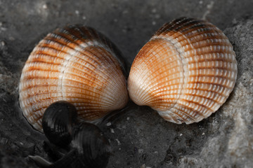 Herzmuschel am Strand