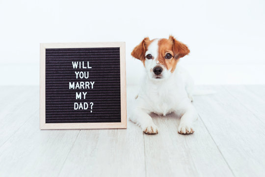 Cute Small Dog With A Weeding Ring On His Head And A Vintage Letter Board With Message: Will You Marry My Dad? Wedding Concept.Pets Indoors