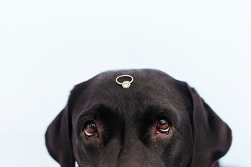 black labrador dog with a weeding ring on his head. Wedding concept.Pets indoors