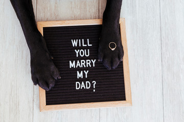 black labrador dog lying on the floor with a weeding ring on his paw. Wedding concept.Pets indoors