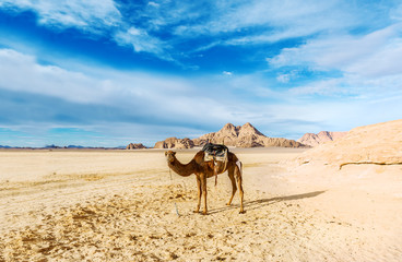 Lonely camel in the Jordanian desert. Wadi Rum desert.