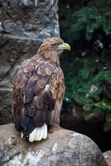 White-tailed Sea-eagle (Haliaeetus albicilla).