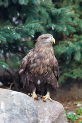 White-tailed Sea-eagle (Haliaeetus albicilla).