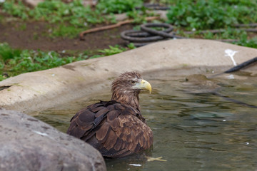 White-tailed Sea-eagle (Haliaeetus albicilla).