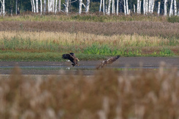 White-tailed Sea-eagle (Haliaeetus albicilla).