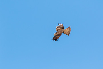 Black Kite (Milvus migrans).