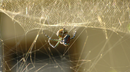 Spider weaving a web in the evening light,  Garahan kampong, Java, Indonesia