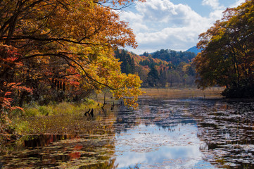 Obraz premium 紅葉の矢ノ原湿原