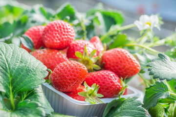 fresh strawberries in the garden