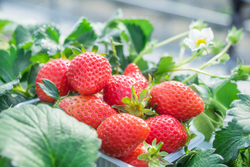 fresh strawberries in the garden