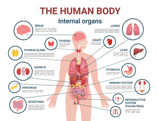 Human Body Internal Organs and Parts Info Poster - obrazy, fototapety, plakaty