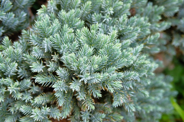 Juniper bushes in garden store. Juniper spines close up. Coniferous plant which decorate landscape and is used in herbal medicine.