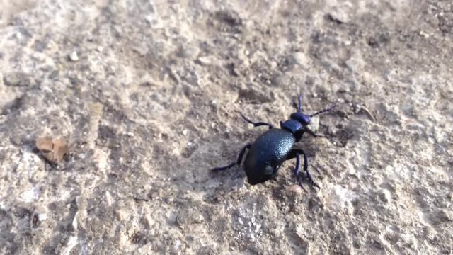 Purple iridescent beetle Сarabus Procerus scabrosus tauricus - Crimea