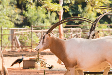 Scimitar-Horned Oryx (Oryx dammah) eating grass And going for a walking.