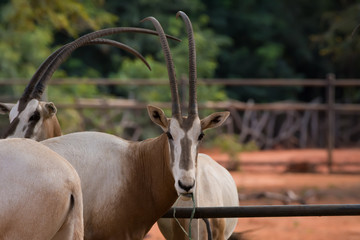 Scimitar-Horned Oryx (Oryx dammah) eating grass And going for a walking.