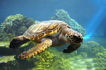 Obraz na płótnie Canvas Turtle swimming in the sea.