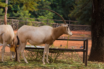 Naklejka na ściany i meble Scimitar-Horned Oryx (Oryx dammah) eating grass And going for a walking.