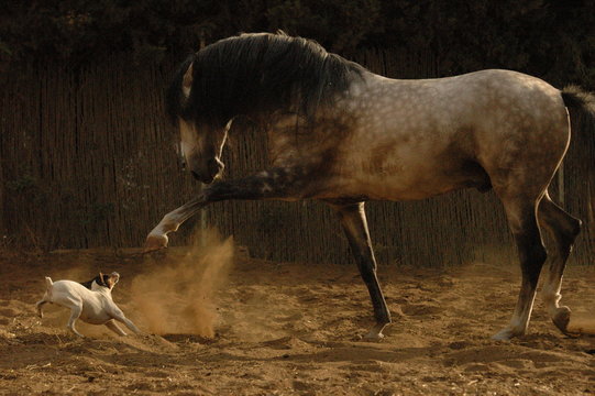 Dog and horse