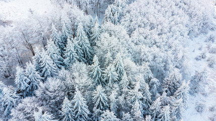 Aerial view of the forest at winter.
