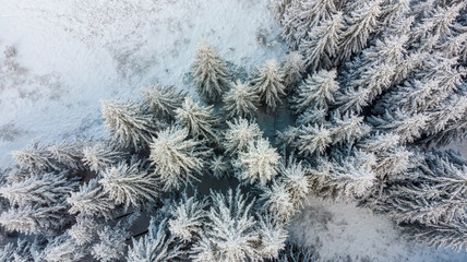 Aerial view of the forest at winter.