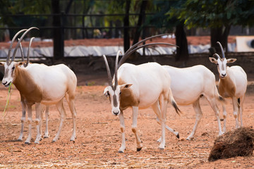 Scimitar-Horned Oryx (Oryx dammah) eating grass And going for a walking.