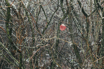Lonely leaf in winter