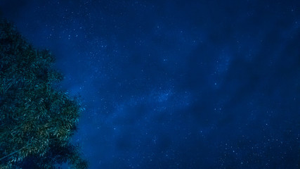 Fototapeta premium landscape and star concept from beautiful movement of star and milky way with blue background and tree foreground on autumn season